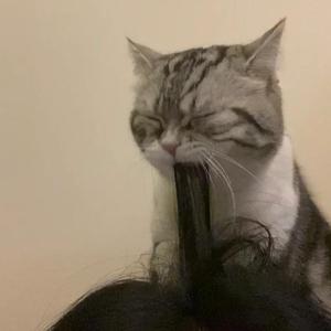 毛茸茸多毛BBBBB毛多
